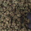 FLEURS_VIDEO_Amnesia-SB.mp4
