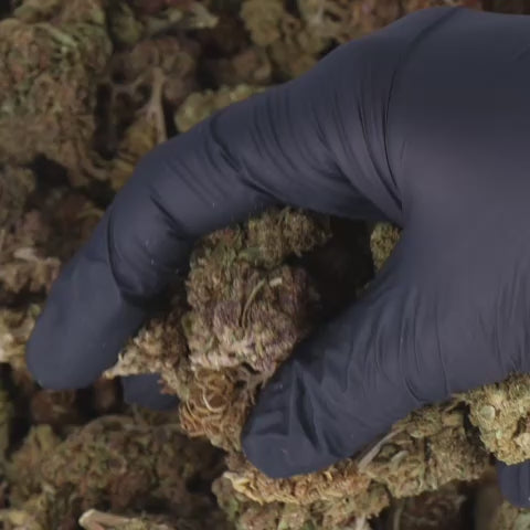 FLEURS_INDOOR_VIDEO_Deli-Mix-Buds.mp4