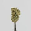 BLUEBERRY_MID_BUDS_VIDEO.mp4