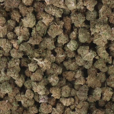 FLEURS_VIDEO_Critical-Kush-SB.mp4