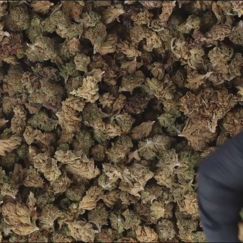 FLEURS_INDOOR_VIDEO_Deli-Mix-SB.mp4