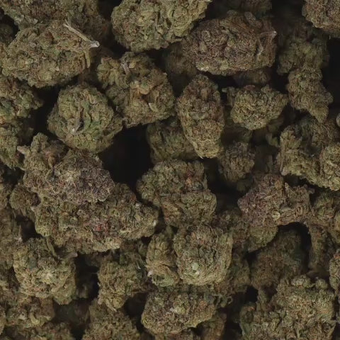 FLEURS CBD - BUBBLE GUM - HYDROCULTURE