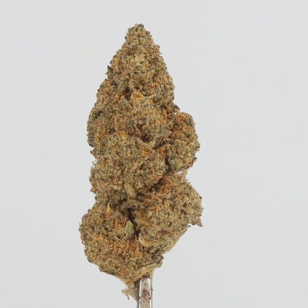 BLUEDREAM_VIDEO (1).mp4