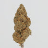 BLUEDREAM_VIDEO (1).mp4