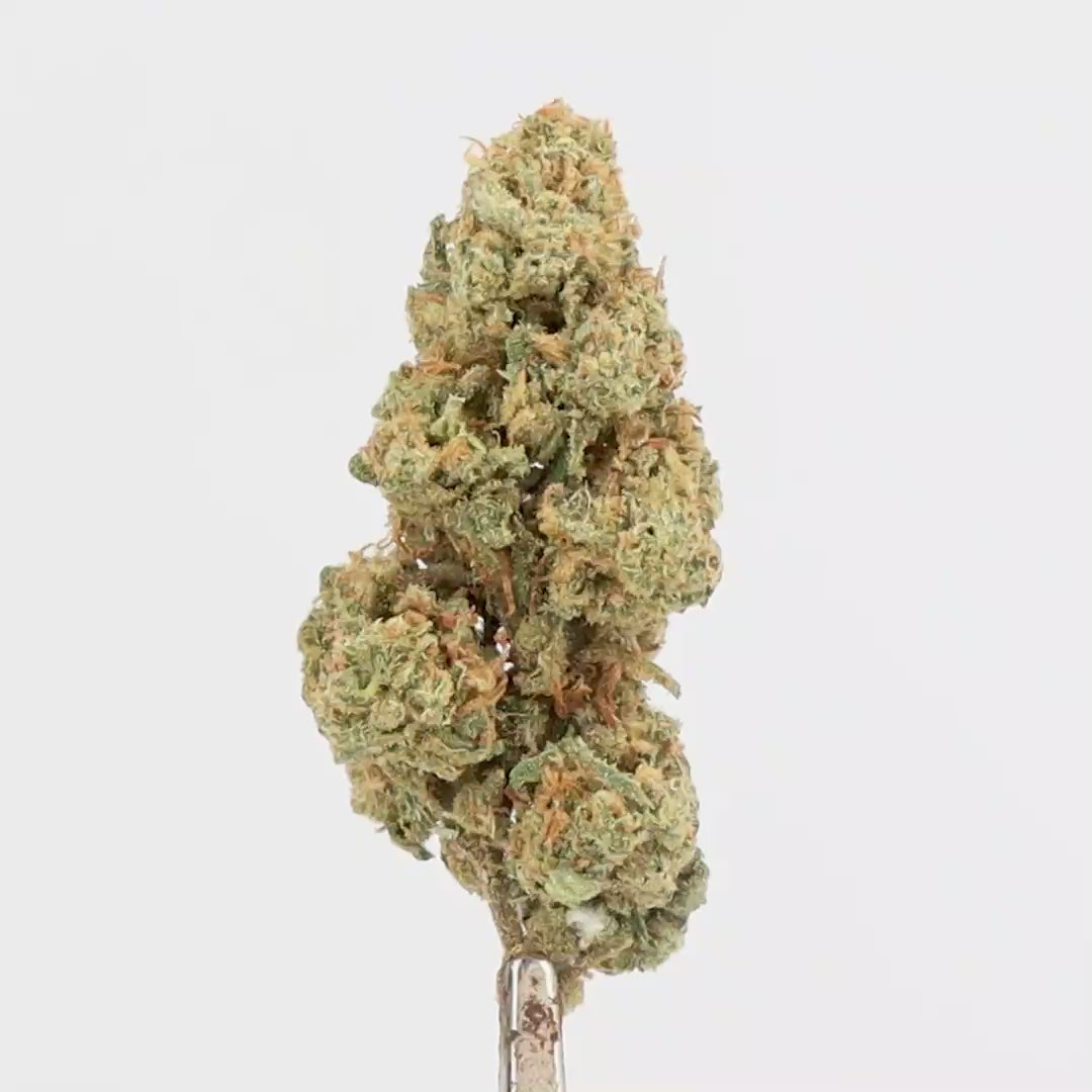 TANGIE.mp4