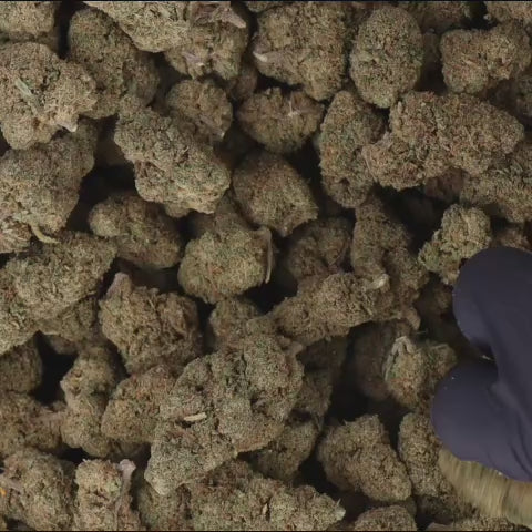 FLEURS_HYDRO_HERO_IMAGE_Mac1.mp4