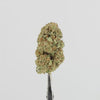 LIBERTY_HAZE.mp4