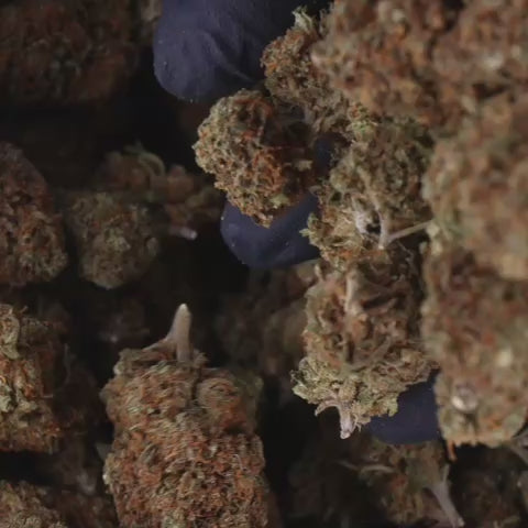 FLEURS_INDOOR_VIDEO_Lemon-Og (3).mp4