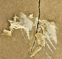 dry sift CBD