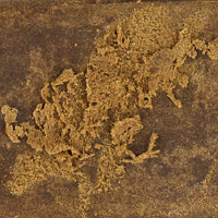 TEXTURE CBG