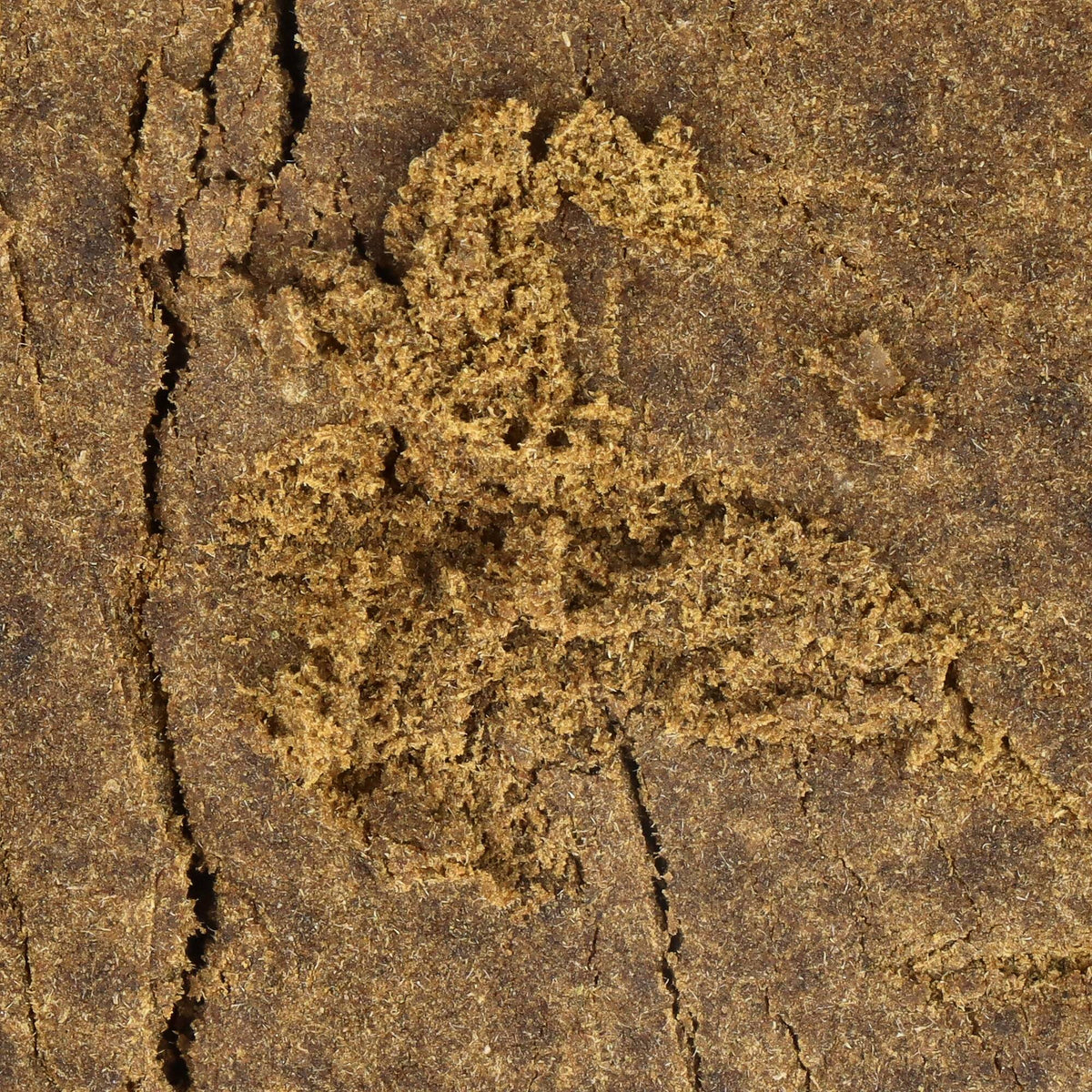 texture de résine cbd
