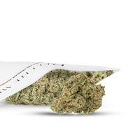 RUNTZ CBD - HYDROCULTURE